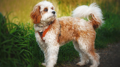 Cavapoo