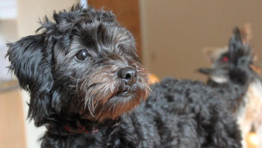 Yorkiepoo