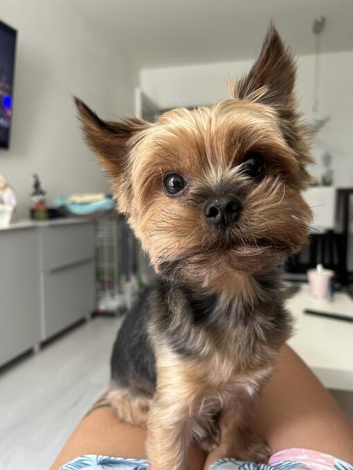 Kristina Gavelčíkova