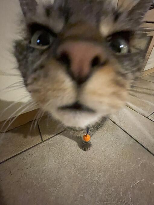 Alice Zambojová 3W Test Purina