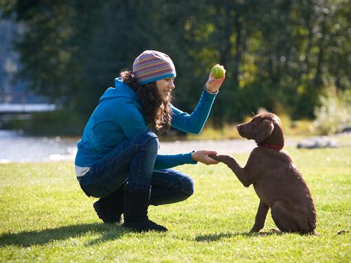 Dogacademy