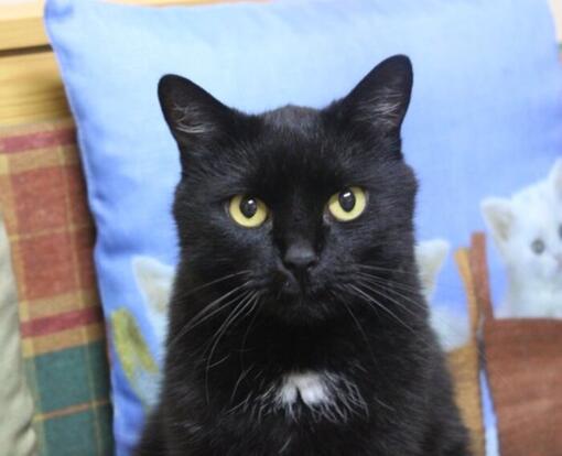 Jarmila Antušáková 3w test Purina