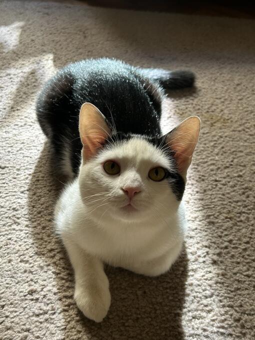 Nour Shhade 3W test Purina