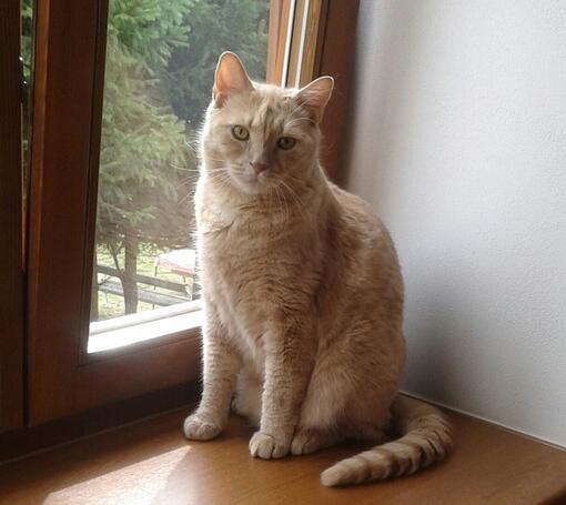 Petra Jarešová 3W test Purina