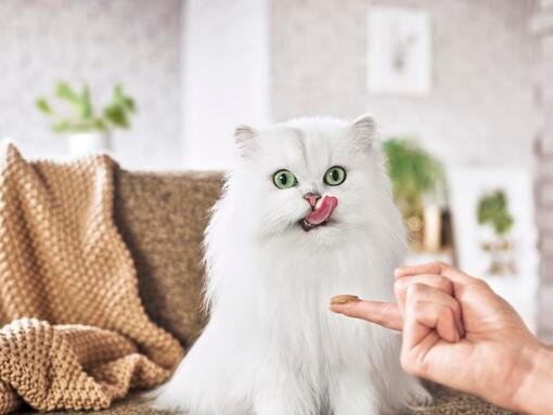 Purina Gourmet Snacks