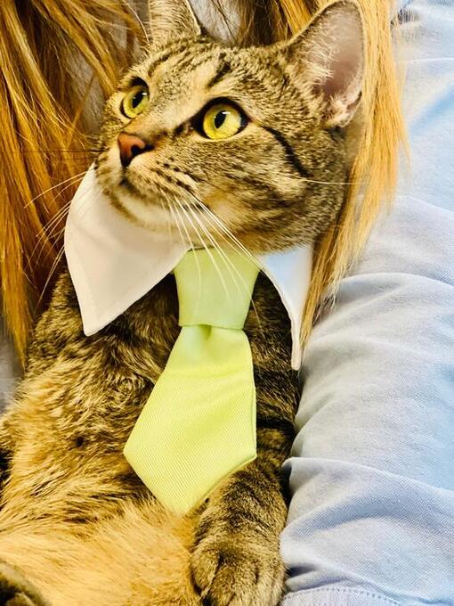 Sophia Salmah 3W test Purina