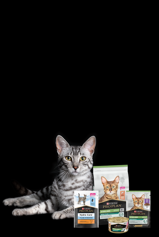 Kočka ležící na podlaze s produkty Purina Pro Plan
