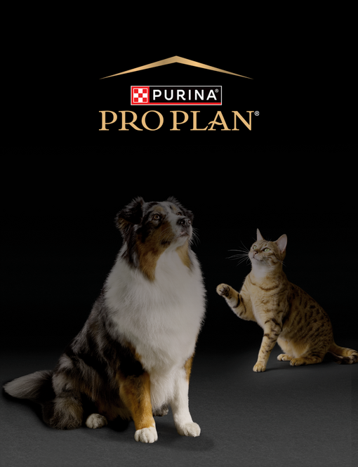 Pes s kočkou, která má zvednutou packu