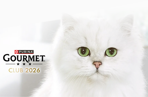 Gourmet club - kočka na bílém pozadí