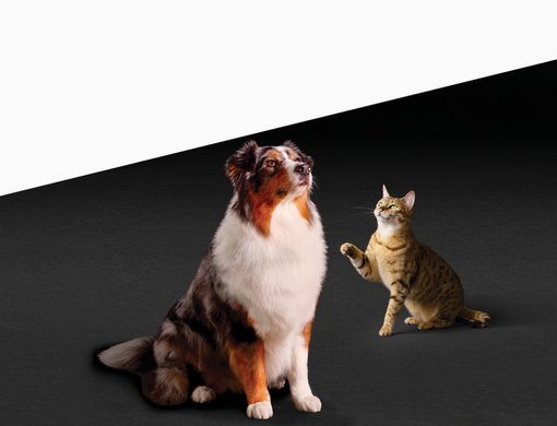 Kočka a pes pro věrností program