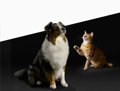 Kočka a pes - věrnostní program Pro Plan®