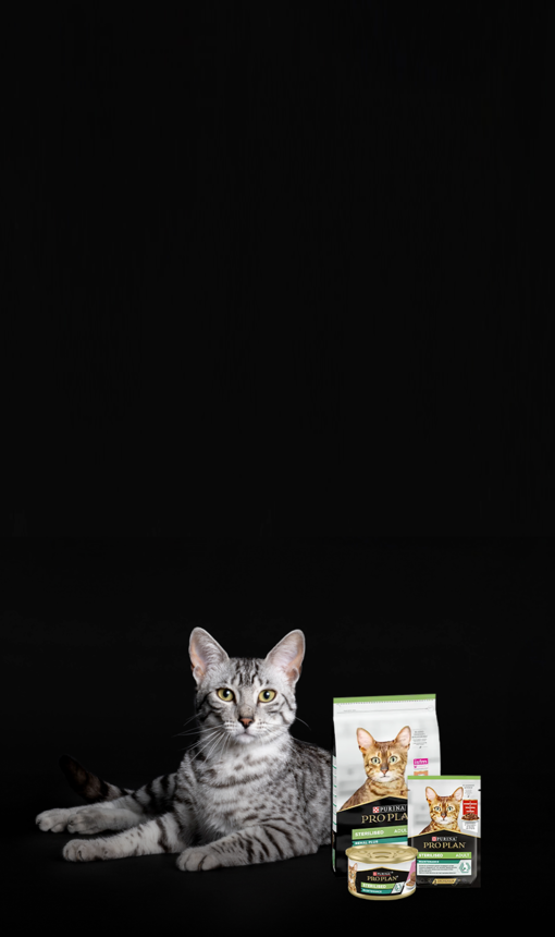 Kočka ležící na podlaze s produkty Purina Pro Plan®