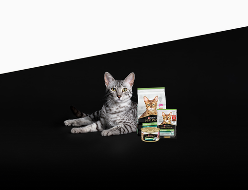 Kočka® ležící na podlaze s produkty Purina Pro Plan