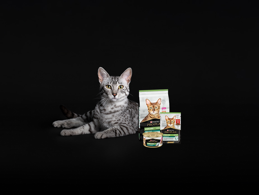 Kočka ležící na podlaze s produkty Purina Pro Plan®