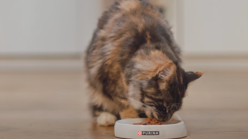 Kočka jí krmivo ze své misky