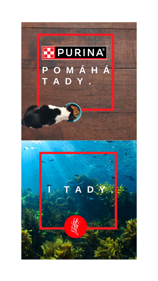 Hero banner - Obnova oceánů. Kočka u misky a pohled na dno oceánu