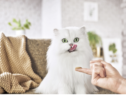 Olizující se kočka u pána, který má na prstě dobrotu od Gourmet®