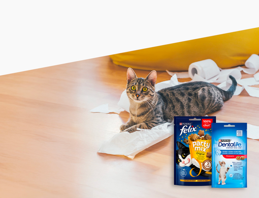 Kočka ležící na podlaze s potrhaným papírem a pamlsky Felix a DentaLife