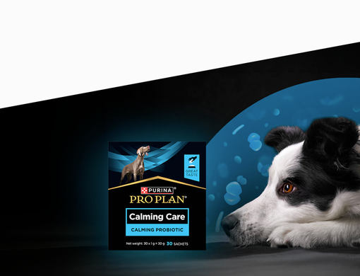 Balení Purina Pro Plan Calming Care a odpočívající border kolie